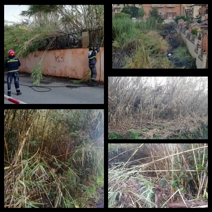CANNE CHE INVADONO LA STRADA