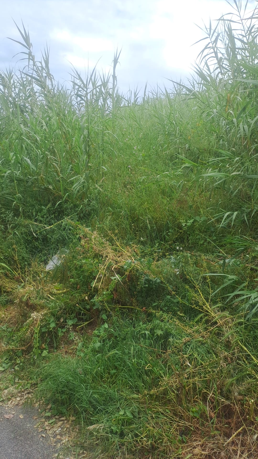 Area verde Via del Casalotto Nuovo: messa a patrimonio e riqualificazione - Qual'è la situazione attuale